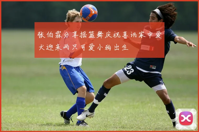 张伯霖分享摇篮舞庆祝喜讯家中爱犬迎来两只可爱小狗出生